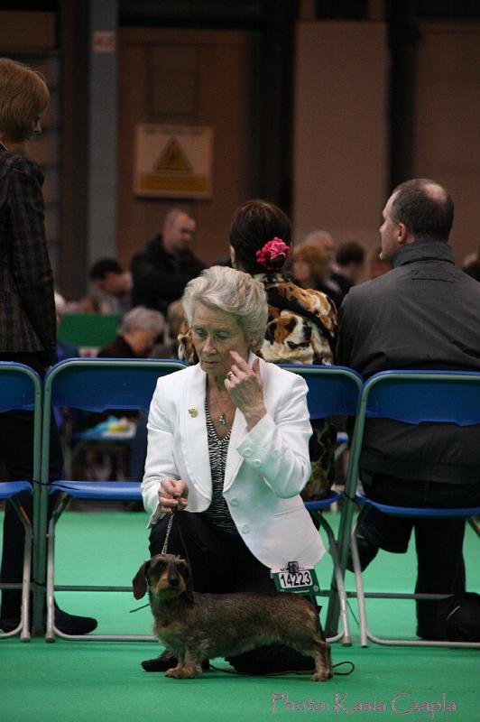 Crufts2011_2 1427.jpg